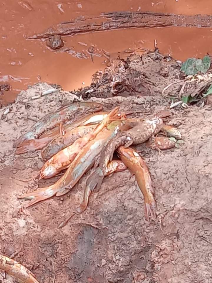 elnacionalpy's tweet photo. PARAGUAY QUE DUELE | 🇵🇾💔

🔹Imágenes del arroyo letalmente contaminado en Paso Yobái tras el desborde de una pileta de desechos de una planta procesadora de oro en la que utilizan cianuro. 

🔹La Fiscalía y el Ministerio del Ambiente investigan este grave caso de contaminación de un recurso natural. 

#ElNacional