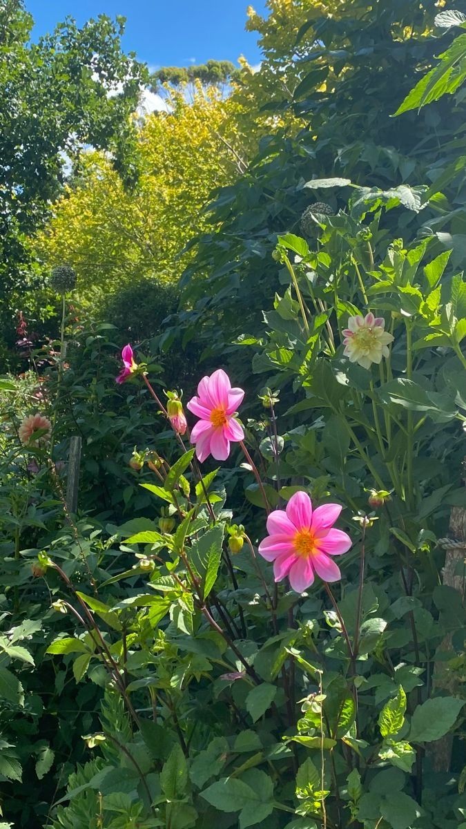 Nature's masterpiece in full bloom 🌸✨

 #BeautifulFlower #NatureBeauty
#natute #NaturePhotography
#NatureVideography #naturepositive
#naturelovers #fridaymorning
#bcstorm #Israel