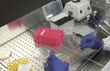 Plating dilutions of roots homogenate with selected #bacteria in the laminar flow. <a href="/FutureGrain/">Future Grain</a>