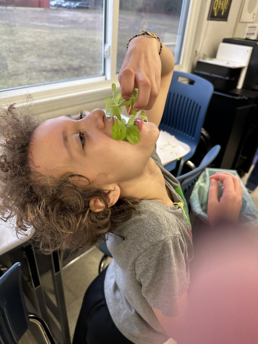 Class 5-1 Central had been growing vegetables using a hydroponic LED light station. Today we tried our salad bowl lettuce and the students LOVED it 🥰 <a href="/centralpshdsb/">Central P.S.</a> <a href="/HaltonDSB/">HDSB</a>