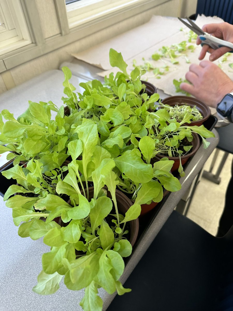 MrsBlackley's tweet photo. Class 5-1 Central had been growing vegetables using a hydroponic LED light station. Today we tried our salad bowl lettuce and the students LOVED it 🥰 @centralpshdsb @HaltonDSB https://t.co/uxkExZFfAN