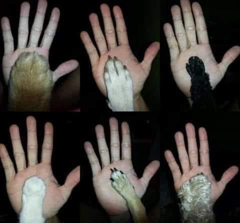 Por un mundo sin violencia animal