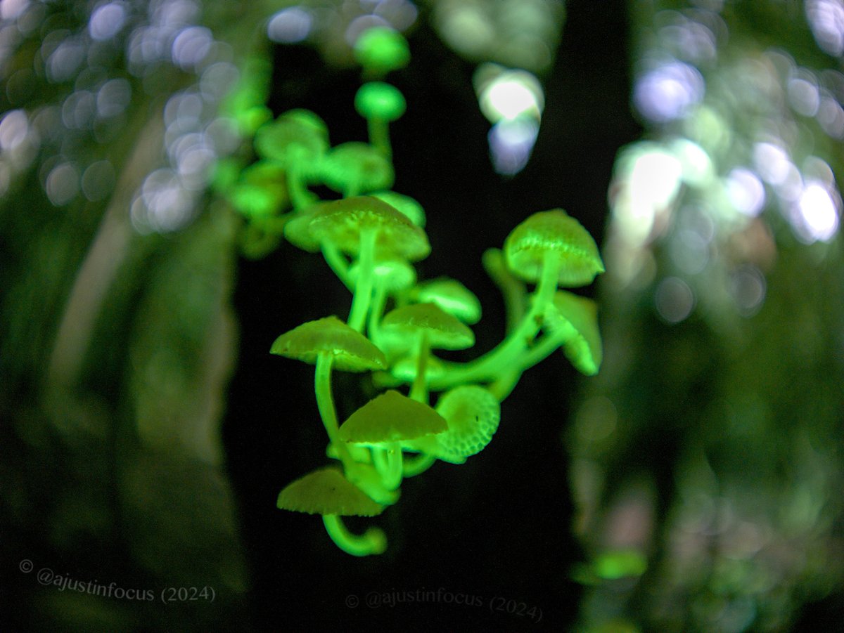 inaturalist's tweet photo. iNatter ajustinfocus photographed these Luminous Porecap #mushrooms (Favolaschia manipularis) in Singapore and it's our #FungusFriday Observation of the Day! 

More details at: https://t.co/znFfFY2Yl6 #mycology #nature #fungi #biodiversity #bioluminescence https://t.co/agG912DfXP