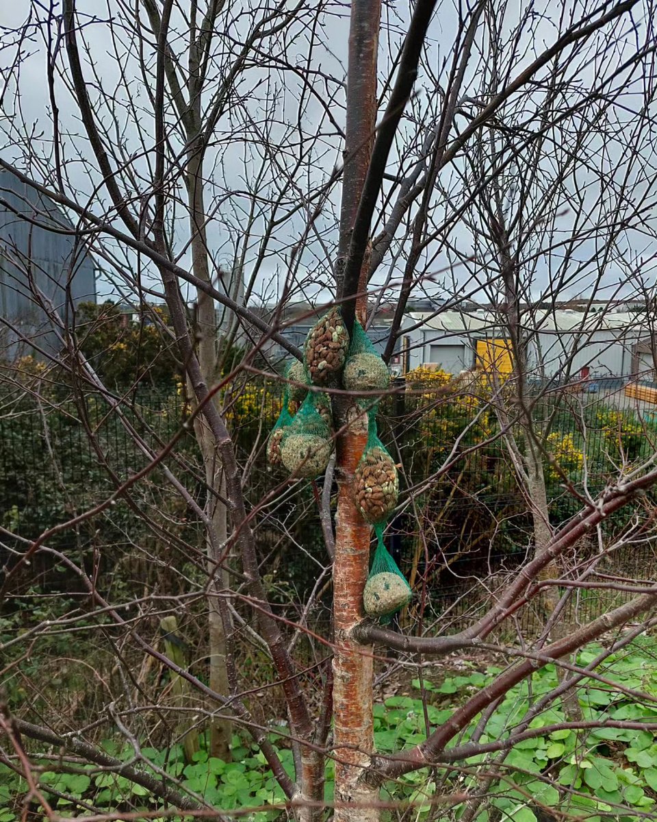 Ardgillan College Climate Action (@ardgillanca) on Twitter photo Our TY Green Schools class were busy this week providing small birds with food to promote #biodiversity and even had time for a litter pick!
#Biodiversity #ClimateAction <a href="/ddletb/">Dublin & Dún Laoghaire ETB</a> <a href="/GreenSchoolsIre/">Green-Schools</a> @bbclimateclub <a href="/OurBalbriggan/">Our Balbriggan</a> Our TY Green Schools class were busy this week providing small birds with food to promote #biodiversity and even had time for a litter pick!
#Biodiversity #ClimateAction <a href="/ddletb/">Dublin & Dún Laoghaire ETB</a> <a href="/GreenSchoolsIre/">Green-Schools</a> @bbclimateclub <a href="/OurBalbriggan/">Our Balbriggan</a>