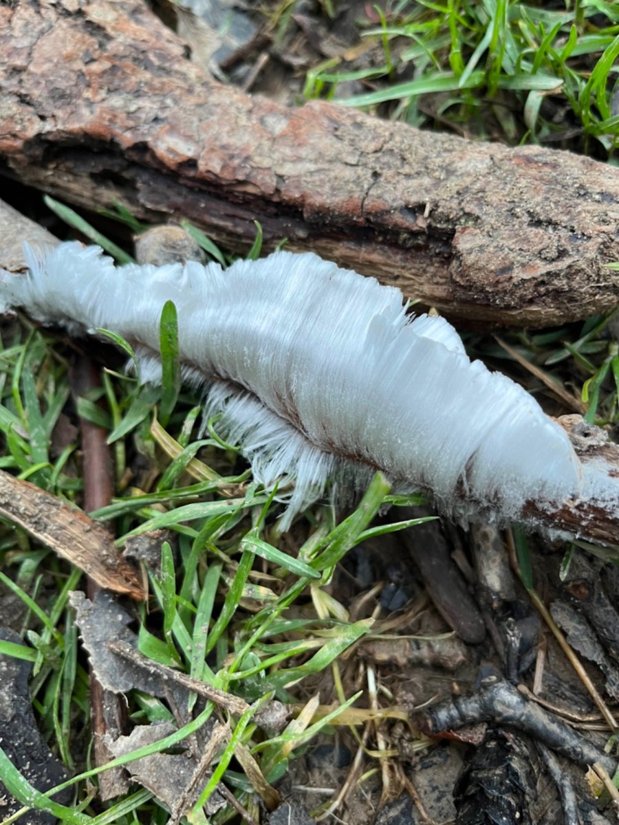 Our #RecordoftheWeek is Hair Ice Crust (Exidiopsis effusa) spotted in Hay-on-Wye. Many thanks to Clarissa Price for the record and photos. What a find!