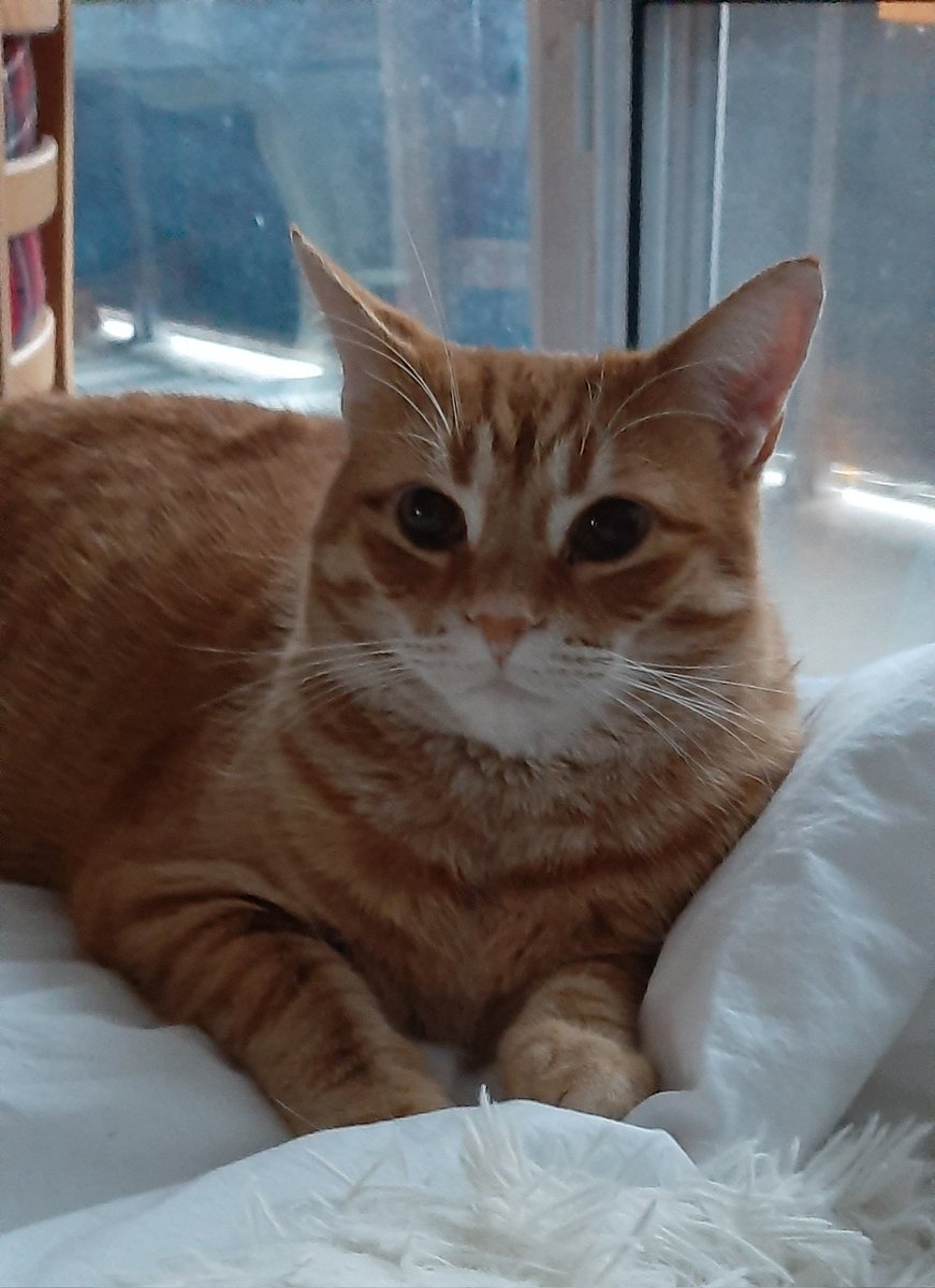 #KissAGingerDay I'm ready.  #FredtheCanadianCat #CatsOfX