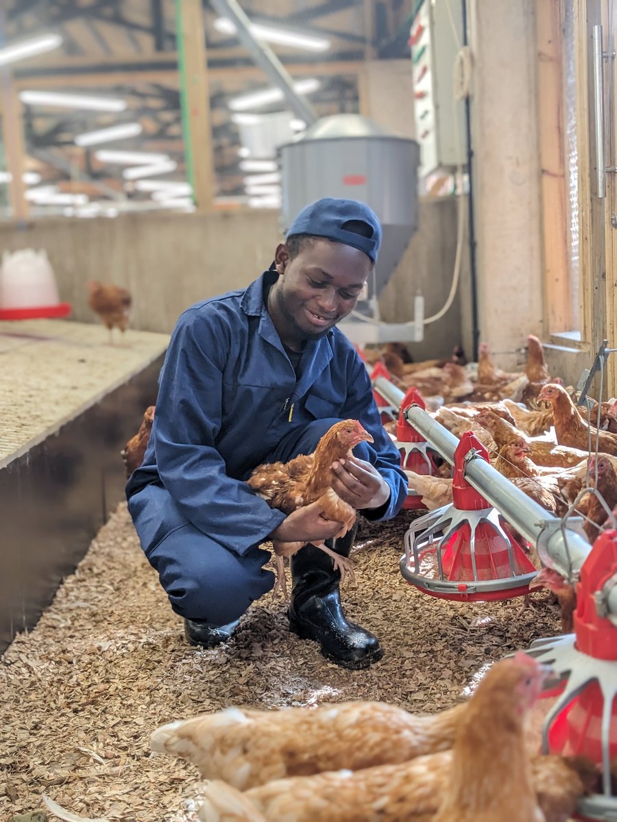 frankbyiringir0's tweet photo. Have a nice #weekend dear #farming friends!
#ThisIsPoultryFarming #LayerChicken #eggs https://t.co/hGFrLsUKIU