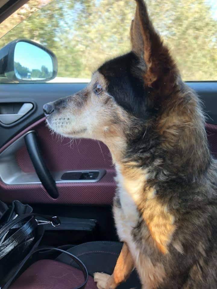 nebbianelsole's tweet photo. Vede la vita per la prima volta. 
Dopo 14 anni lascia il canile. 
In macchina, durante il percorso che la portava a casa, ha osservato immobile il mondo esterno a lei finora sconosciuto.❤️❤️❤️🐶🐾🐾 https://t.co/Kjvc0MchSN