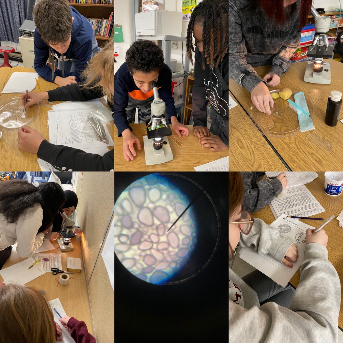 Intro to Cells science unit <a href="/belleriverbucs/">Belle River PS</a> nothing cooler than investigating the 🔬 Ss learning proper use resolution magnifications and investigating everyday specimens magnified 🌱🦗🧵🥔