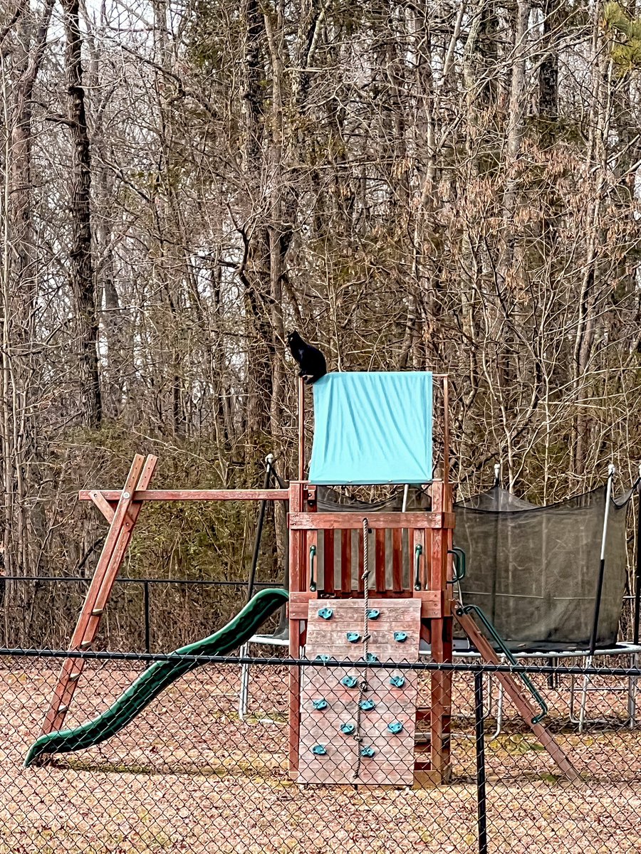 He’s King of this yard and he knows it🐈‍⬛👑