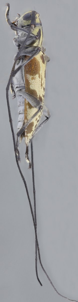 jp_botero's tweet photo. Todo por que hoy es #viernes! 
Stenolis cooperi (Monné &amp; Monné, 2017), macho. (#Lamiinae, #Acanthocinini). 
Especie endémica de #Ecuador.   🐞📷#LonghornFriday #Biodiversidad #Coleoptera #Cerambycidae #Cucarrón #Beetle #Insects https://t.co/ccmS8IY9dS