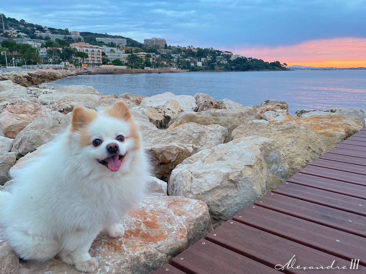 HotelAlexandre3's tweet photo. Woof.
#woof #woofwoof #bepis #Fluffythedog #taptopet #Fluffy #conk #pomeranian #cotedazurfrance #spitz #cannessoleil #cannes2024 https://t.co/4kgiGRxDcs