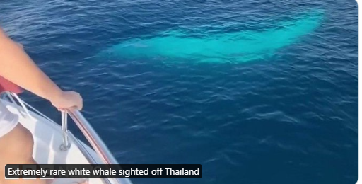 AnamDev851741's tweet photo. Rare sighting off Thailand: An extremely uncommon white whale captures attention. 🐋 #MarineLife #ThailandDiscovery https://t.co/s6lLc5YZN5