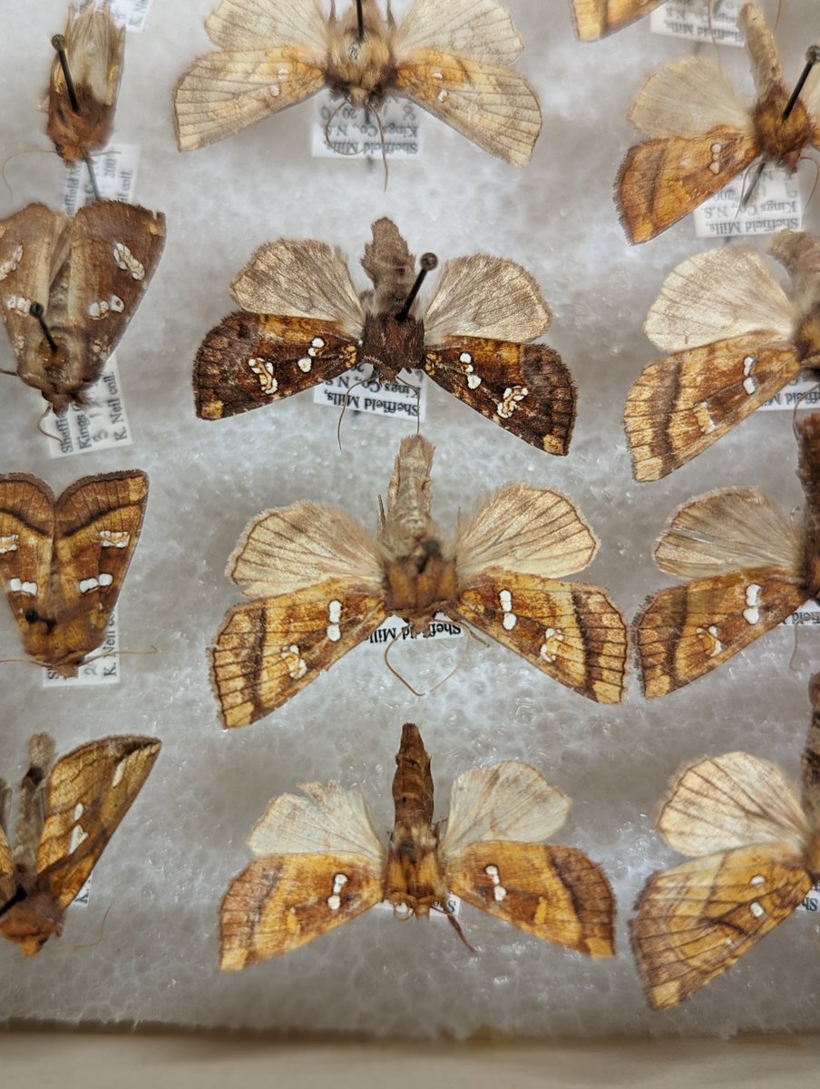 NS_Museum's tweet photo. Curator, Brenna Fraiser and volunteers are organizing moths by species for the zoology collection. Moths are not only diverse in species but play crucial roles in ecosystems as pollinators & contributors to the delicate balance of nature.
#museumwork #behindthescenes #zoology https://t.co/SfJViLziTU