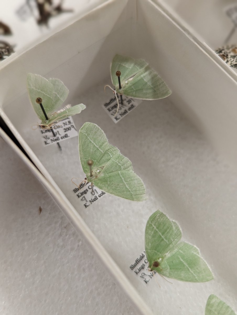 NS_Museum's tweet photo. Curator, Brenna Fraiser and volunteers are organizing moths by species for the zoology collection. Moths are not only diverse in species but play crucial roles in ecosystems as pollinators & contributors to the delicate balance of nature.
#museumwork #behindthescenes #zoology https://t.co/SfJViLziTU