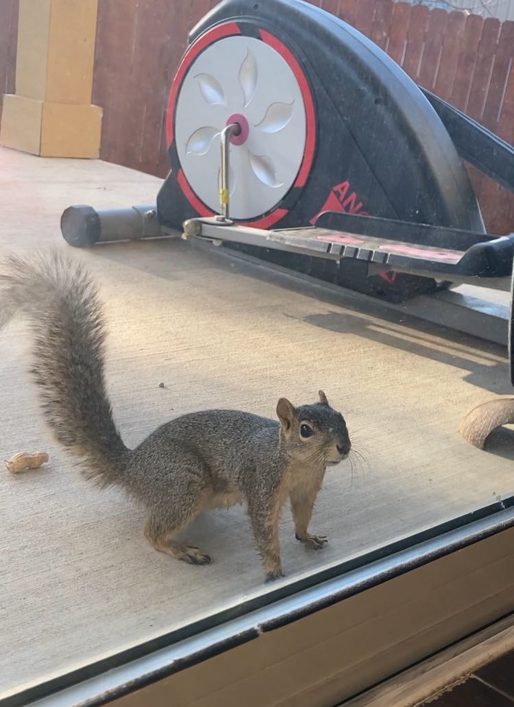 SquirrelsLos's tweet photo. May I come in? https://t.co/8i6ja2DUMC