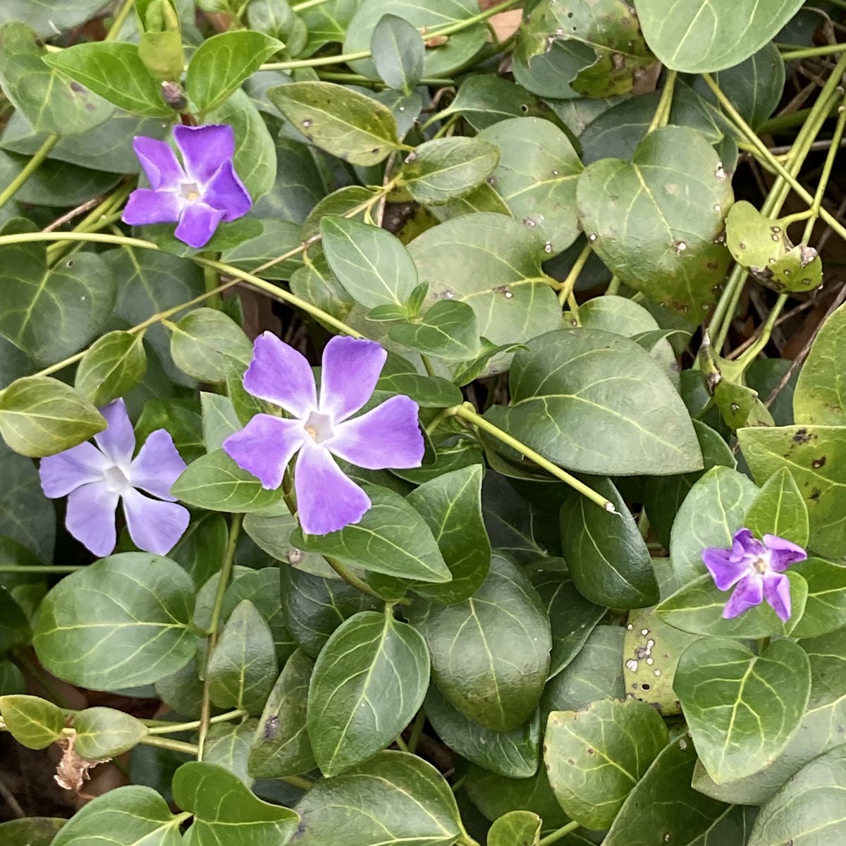CollieCrusader's tweet photo. It may be 🥶 cold but the collie flower is still on the hunt for the perfect purple petals. #purplepetals #collieflower #collie https://t.co/pUSoebnCv9