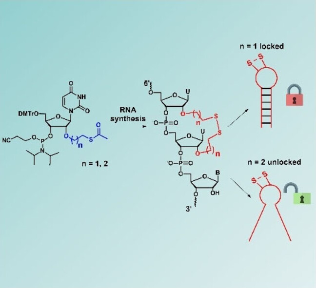 Happy to share our article on the synthesis of constrained RNA by Christelle Dupouy and coll. …mistry-europe.onlinelibrary.wiley.com/doi/10.1002/op… @ChemistryOpen @IBMM_Balard @VasseurJeanJacq @Smietana_M