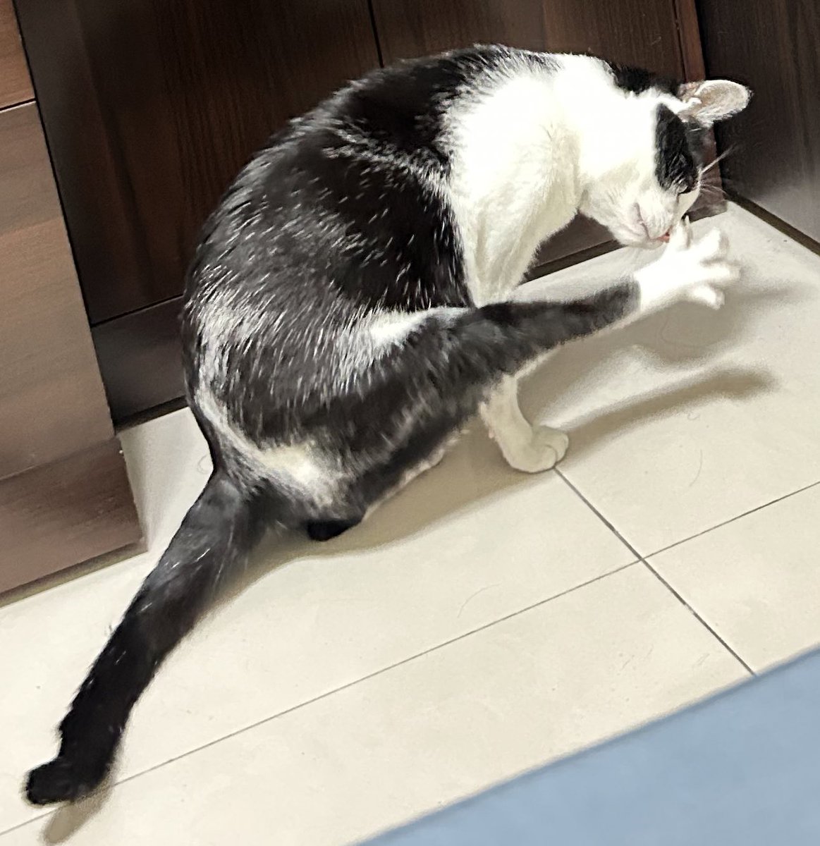 投票什麼的明天再說
讓我先曬下跩貓
-
🐱：嗯 真香～