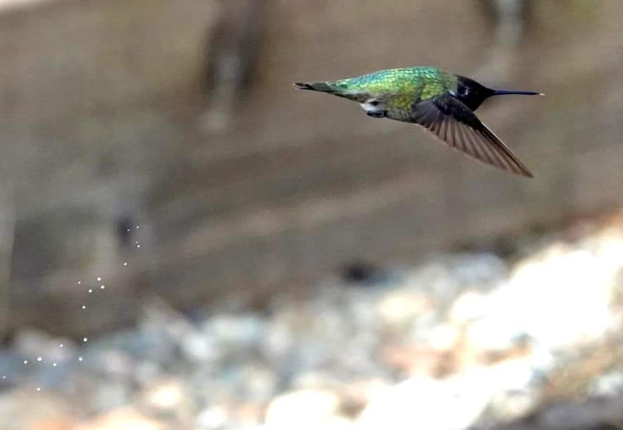 Suzu_LaPajarita's tweet photo. A veces sientes que te cayó una gota de agua y no hay nubes?
Oli, me presento: soy un colibrí (haciendo pipí) https://t.co/VElqx6oHX9