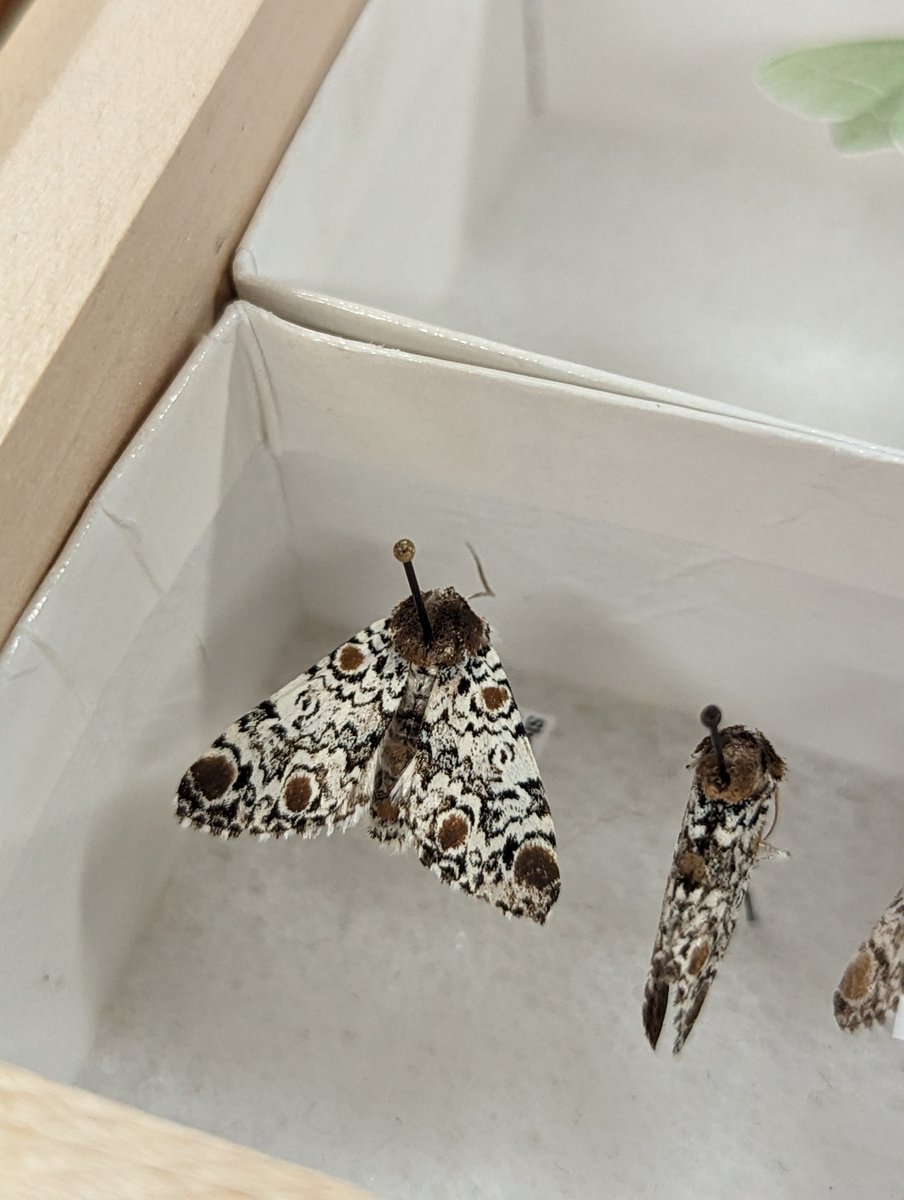 NS_Museum's tweet photo. Curator, Brenna Fraiser and volunteers are organizing moths by species for the zoology collection. Moths are not only diverse in species but play crucial roles in ecosystems as pollinators & contributors to the delicate balance of nature.
#museumwork #behindthescenes #zoology https://t.co/SfJViLziTU