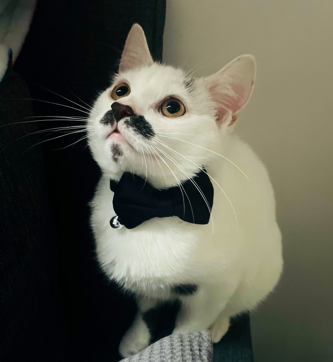 important announcement: Hercule Purrot has a bow tie

i repeat: Hercule Purrot has a bow tie!