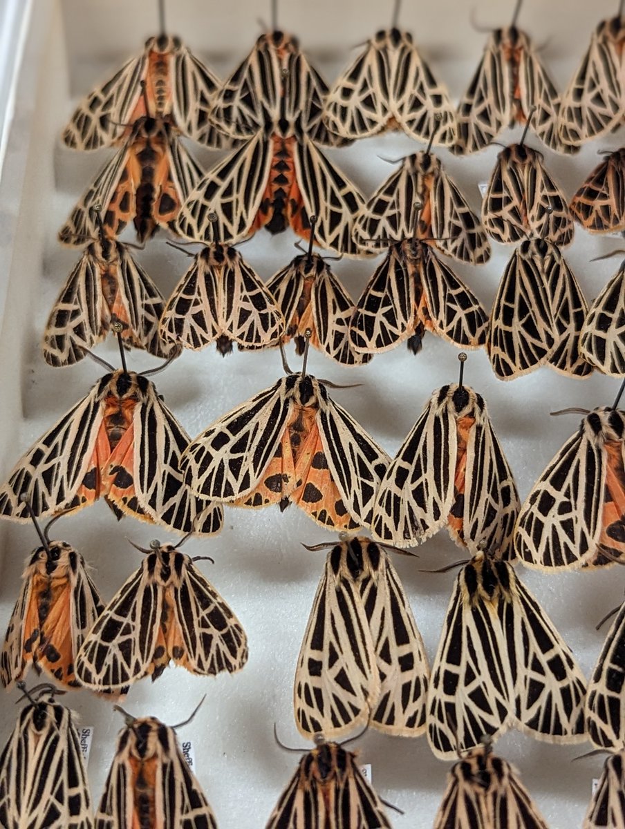 NS_Museum's tweet photo. Curator, Brenna Fraiser and volunteers are organizing moths by species for the zoology collection. Moths are not only diverse in species but play crucial roles in ecosystems as pollinators & contributors to the delicate balance of nature.
#museumwork #behindthescenes #zoology https://t.co/SfJViLziTU