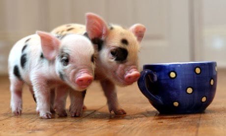 The outcome of these trends?

2024 will see the explosion of micro-SaaS startups. Small funding. Rapidly iterative and customer focused. High-value, low(er)-volume. 

Do you remember when micro-pigs were a thing? It’ll be like that, but for SaaS.