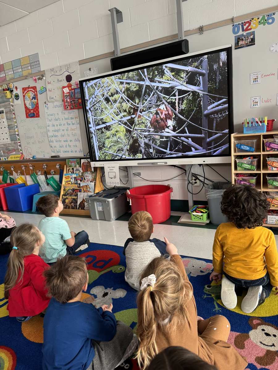 Yesterday we took a virtual field trip to The San Diego Zoo! We watched live footage of the animals and learned some fun facts! The Polar Bear exhibit was our favorite! I can't wait for our next "trip!" <a href="/princiPALvw/">Vanessa Williams</a> <a href="/RomanelliPaul/">Paul Romanelli, Ed.D.</a> <a href="/Manetuck1/">ManetuckElementary</a>