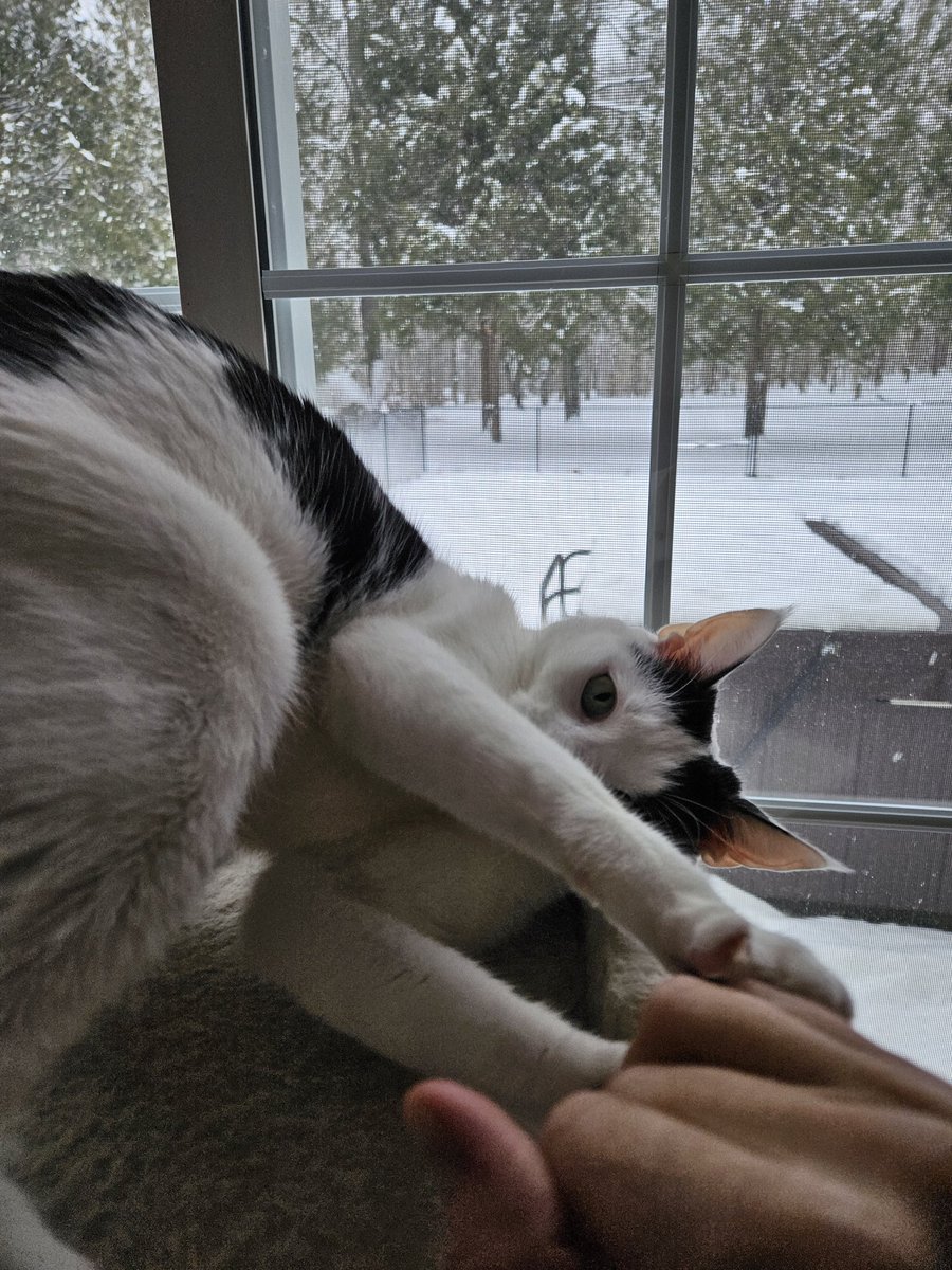 TheSprinklesCat's tweet photo. Having a purrfect #FelineFineFriday! Giving my Meowmy love bites! Hope mew have a purrfect #FrontPawFriday! #cowcat #CatsofTwittterX #AdoptDontShop #StaySafe https://t.co/CTpeE6HvCa