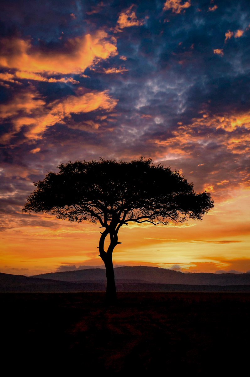 nomadic_frame's tweet photo. The Maasai Mara's day signs off with an acacia silhouette; a serene end in vibrant hues.
Artists, may your morning bring bids as bright as this sunset.
🌄 Would love to see your sunsets too, share them with me!
Will RT my favorites
#NomadicFrame #MaraDusk #SunsetChallenge https://t.co/PsQ3HA8aD9
