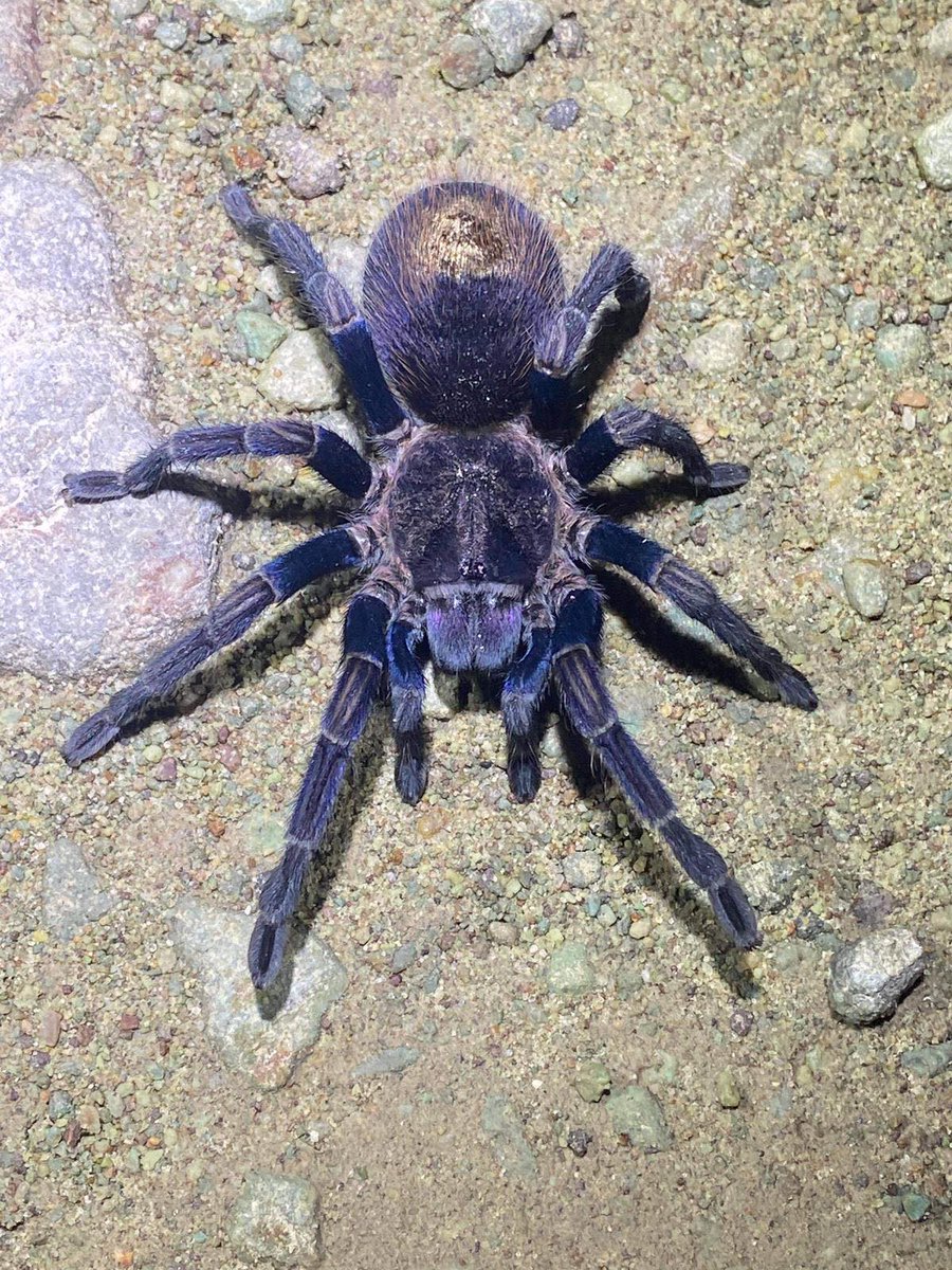 TheSpiderShop tweet media