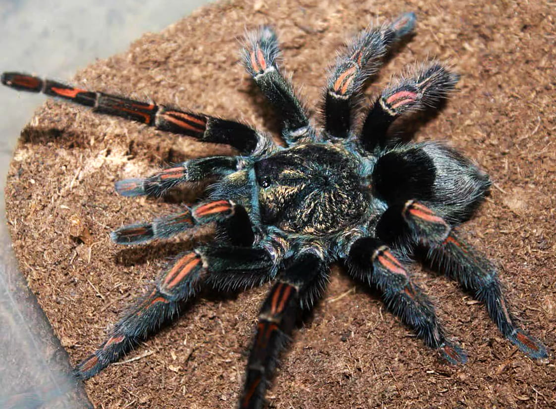 TheSpiderShop tweet media