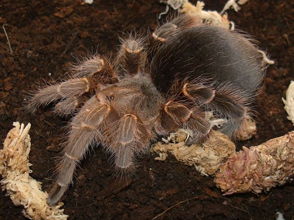 TheSpiderShop tweet media