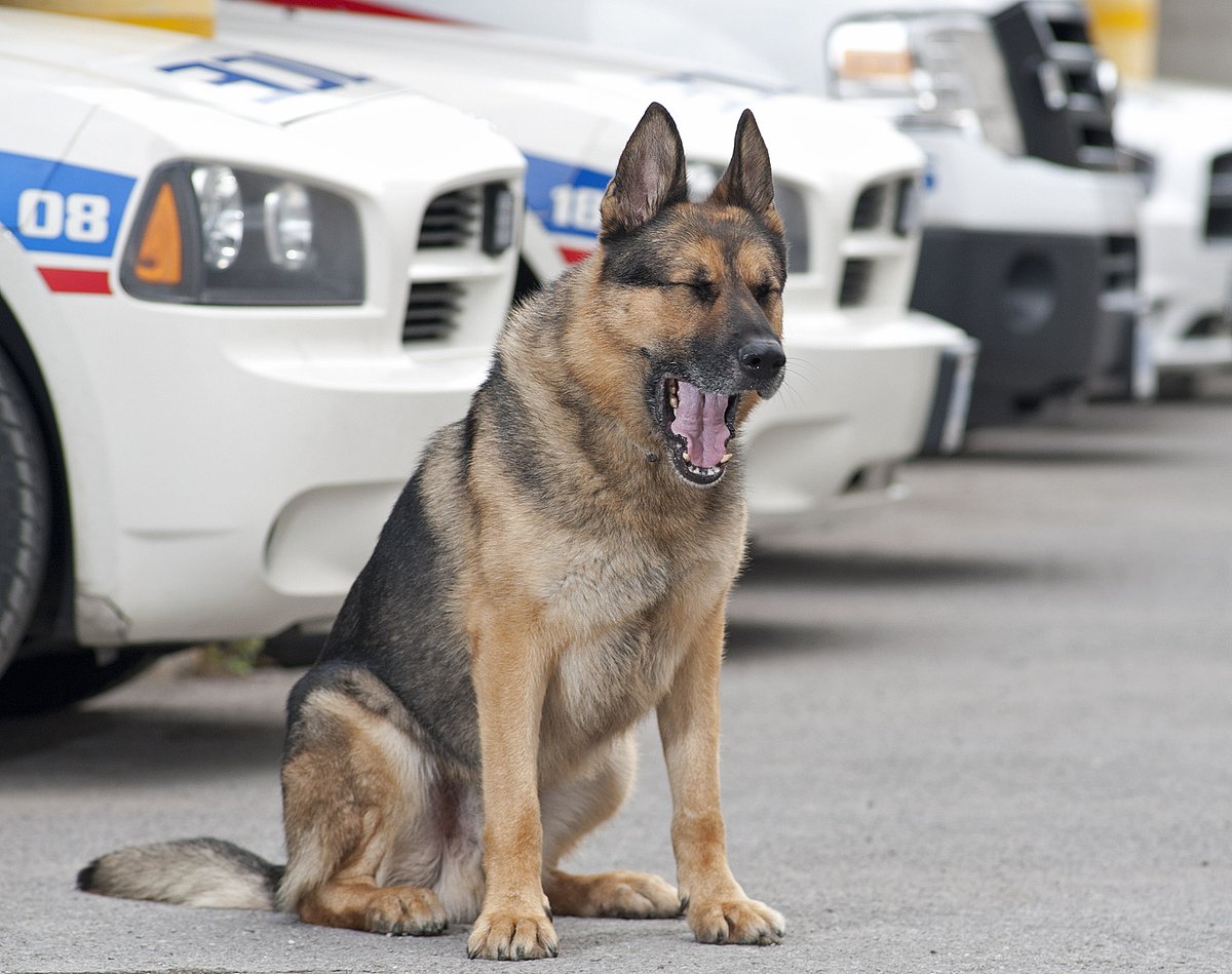 Peterborough Police tweet media