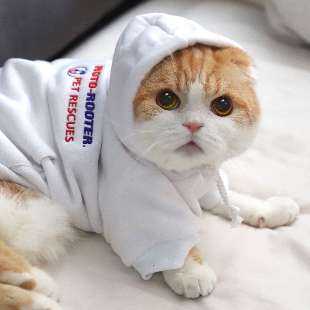 WafflesCat tweet picture