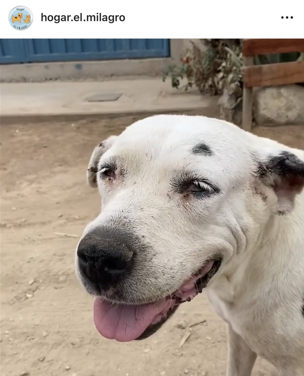 ticnt_'s tweet photo. Esta perrita es ciega y siempre se para afuera del albergue, ya sabe que le dan alimento 🥲

Lleva años esperando que vuelvan por ella, el hogar apenas puede cubrir el alimento de los pequeños

Si pueden colaborar para un anti pulgas para que no se enferme: 987811383 https://t.co/4JfN1xmKMP
