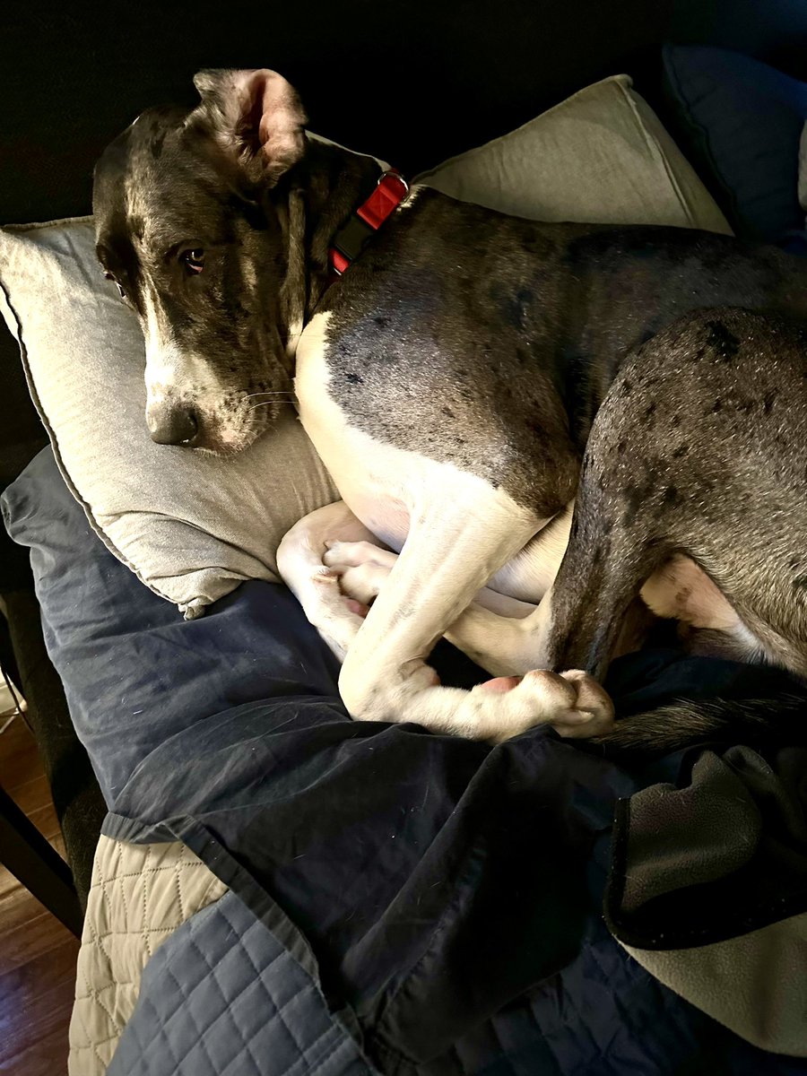 ERDocBrown's tweet image. I return from #spinclass this morning to find this MONSTER jumped into bed and unlawfully occupied my spot.

You can tell… he knows he’s trespassing. 

#GreatDanes
#DogDads