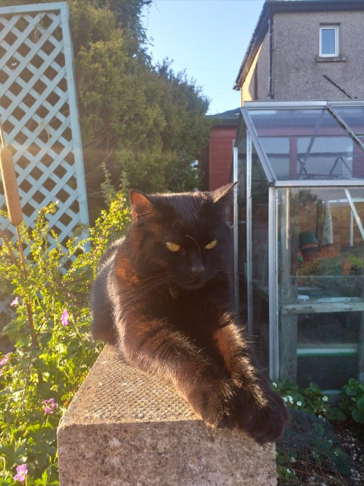 MichelleELunt's tweet photo. @the_tweedy This is one of my favourites. It shows her enjoying the sun and gives me hope she's having a good life after we rescued her. https://t.co/NfJTNJWs6b