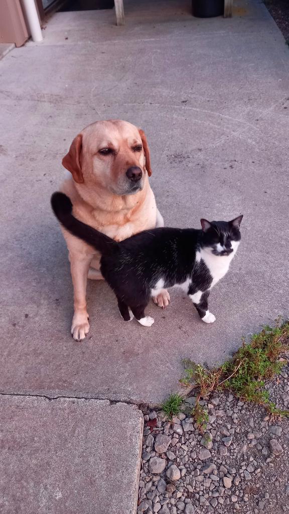 aokautere's tweet photo. #Caturday and #DogDay 
#animals #pets #cat #dog #housesitting 😍 @ThePhotoHour https://t.co/tcDFK5h3sd