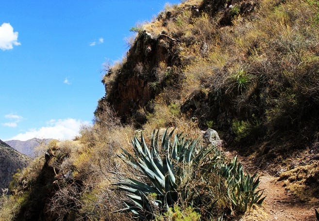 gabychavezd1's tweet photo. On the way to Huayna Picchu.. Agavaceaes and Bromeliaceas ..adorning this beautiful Andean Ecosystem in #Cuzco #Perú ..Tillandsia capitata (Bromeliaceae)..Agave cordillerensis (Agavaceae) #Endemicgermplasm #PeruvianFlora https://t.co/G7gHBPem92