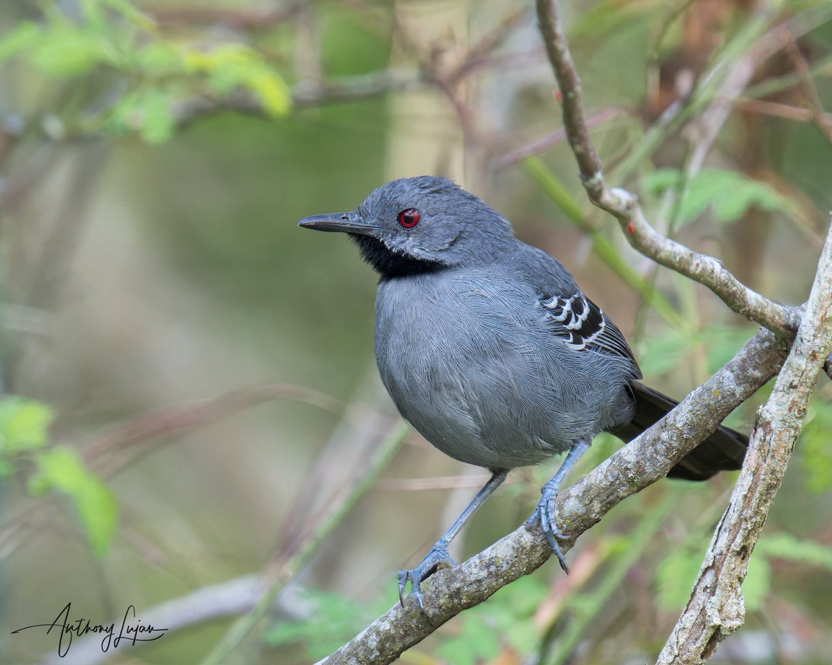 anthonylujan's tweet photo. This male Antbird is endemic to Brazil and is also listed as endangered. You can see this wonder @lajedo_dos_beija_flores
Slender Antbird
Rhopornis ardesiacus
Endemic to Brazil
Status - Endangered
#slenderantbird #antbird #endangeredspecies #endangeredbird #kings_birds #nu... https://t.co/EFcmfHGMKU