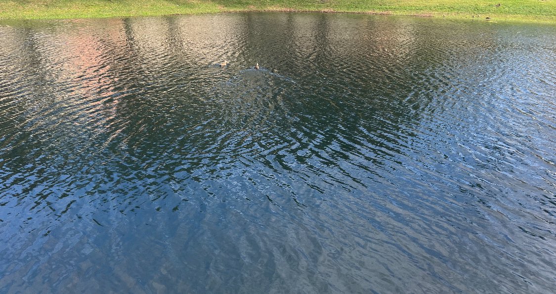 itsfrombowser's tweet image. Went outside and saw some ducks today! #LivingLifeToTheFullest #Adventure #2024