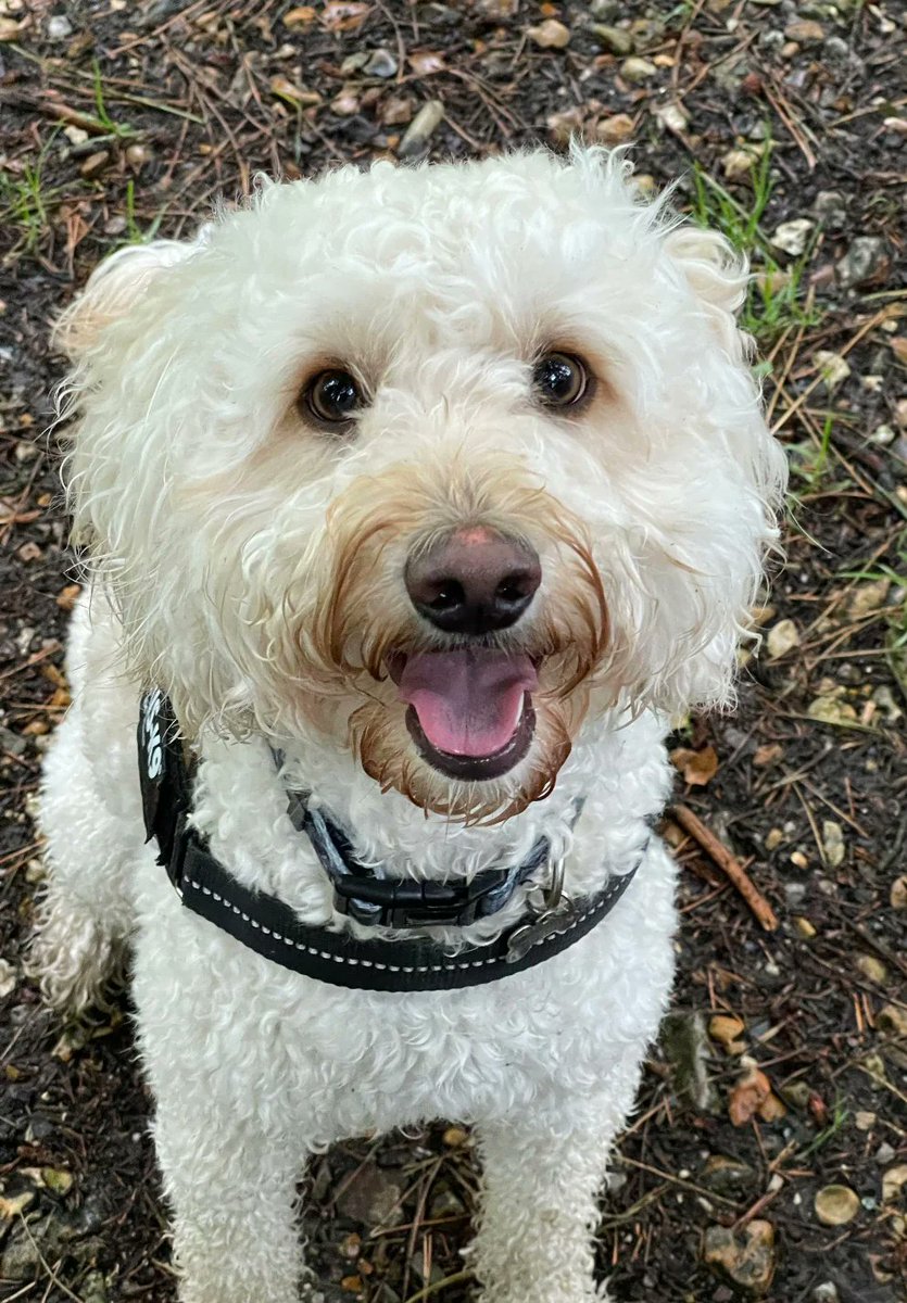 Rachel78tt's tweet photo. @Phil_Sledge My gorgeous cockapoo. He's my number one!! https://t.co/kpSdBD4O38