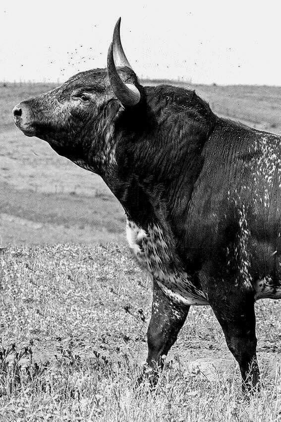 No hay animal más hermoso en este planeta.