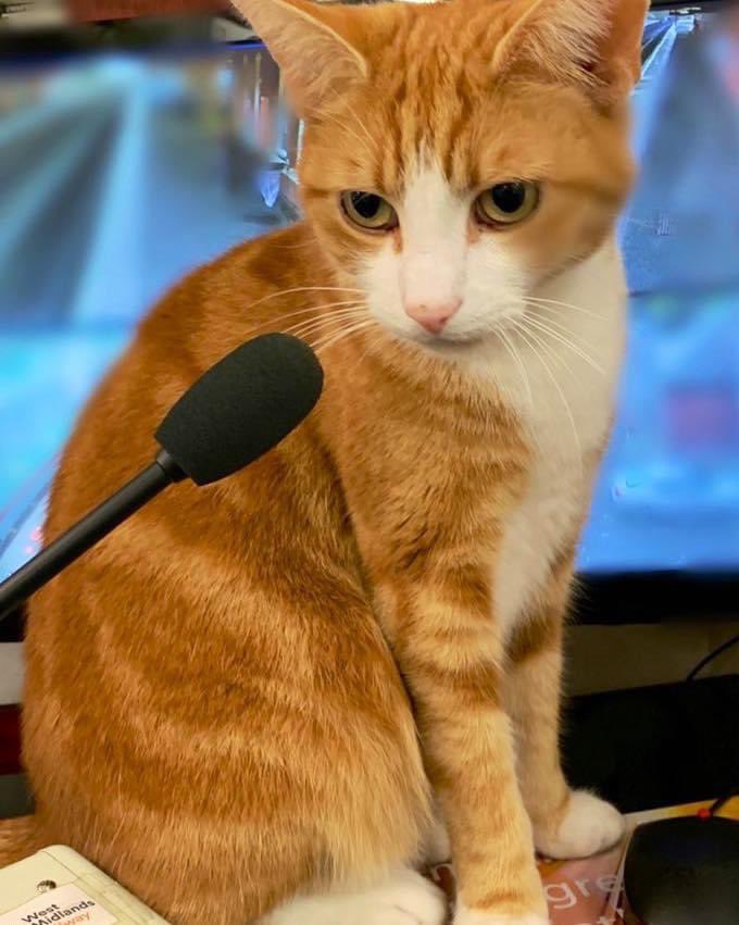 Bing -Bong, Ladies & Gentlemen This day today is National Kiss a Ginger Day I’m waiting..... 💋🐈 #cats #cats #Cat #CatsOnTwitter #CatsOfTwitter