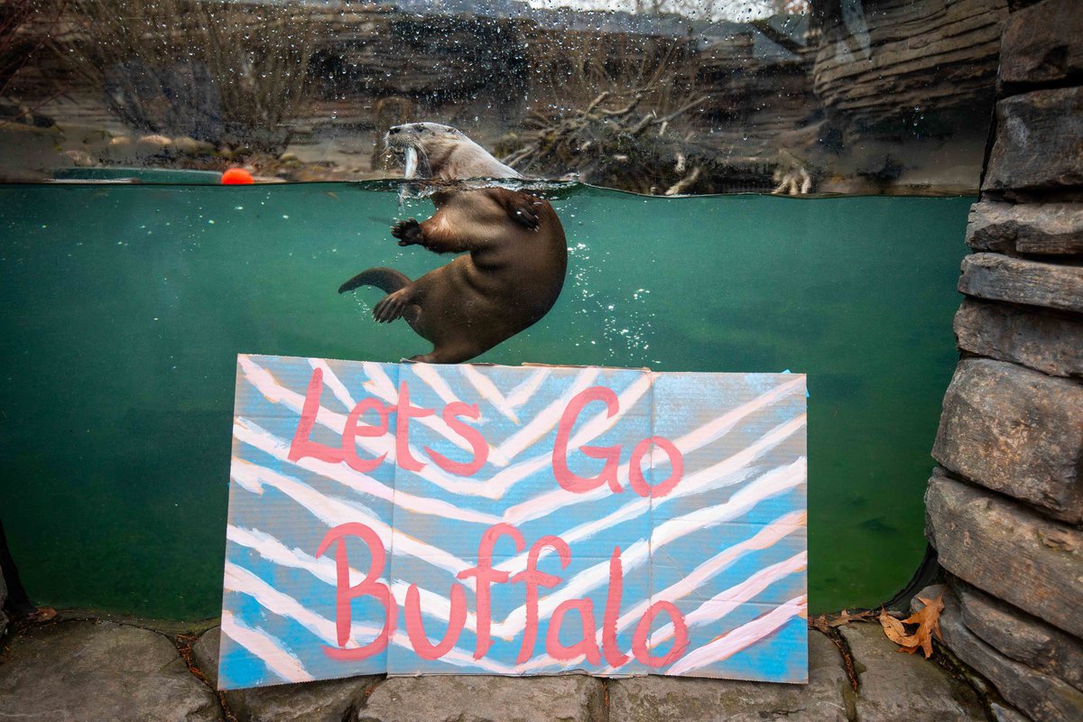 Buffalo Zoo tweet media