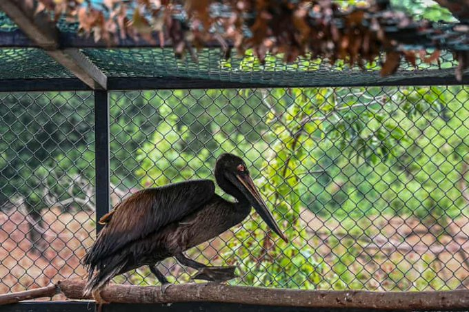 essgurumantra's tweet photo. Did you know that pelicans have an impressive wingspan, allowing them to effortlessly soar for miles. Pelicans are adept divers, plunging from heights to catch their prey with precision. Their unique throat pouches serve both as a fishing net and a cooling mechanism.
#ess #ibess https://t.co/x9IOCkEqJt