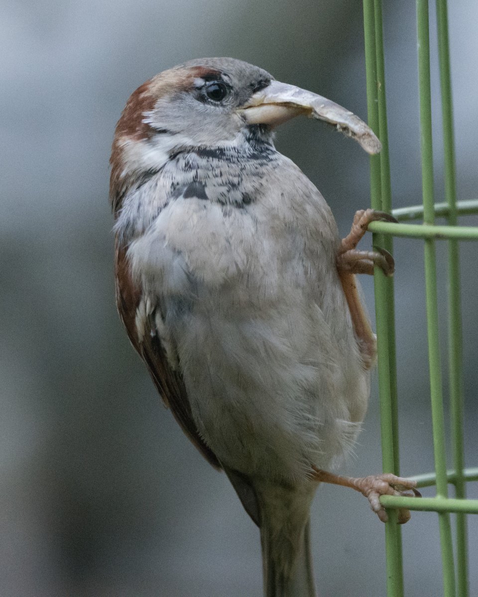 BTO Scotland tweet media