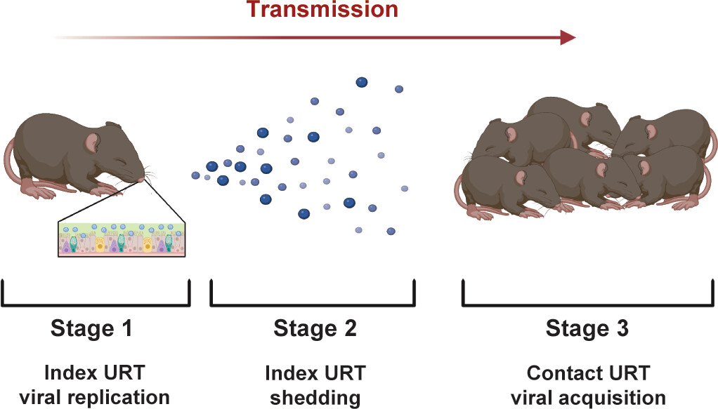 mBio (@mbiojournal) on Twitter photo New research unveils a promising strategy to inhibit influenza virus contagion. Using an infant mouse model, <a href="/BartlettSR1/">Stacey Bartlett</a>, <a href="/MBOrtigoza/">Mila B. Ortigoza, MD, PhD</a> et al. show that targeting host sialic acids with a broadly-acting neuraminidase prevents viral shedding/transmission. journals.asm.org/doi/10.1128/mb… New research unveils a promising strategy to inhibit influenza virus contagion. Using an infant mouse model, <a href="/BartlettSR1/">Stacey Bartlett</a>, <a href="/MBOrtigoza/">Mila B. Ortigoza, MD, PhD</a> et al. show that targeting host sialic acids with a broadly-acting neuraminidase prevents viral shedding/transmission. journals.asm.org/doi/10.1128/mb…